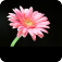粉紅色的雛菊