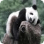 動物名片