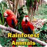 热带雨林动物