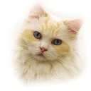 猫的品种
