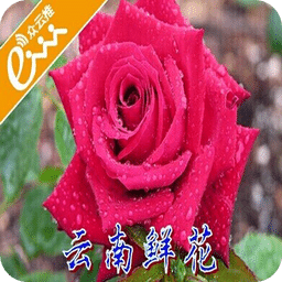 云南鲜花