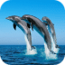 海洋生物拼圖