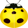 七星瓢蟲