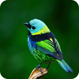 鳥叫聲音