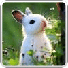 小白兔动态壁纸