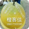 正宗贛南臍橙