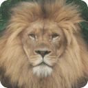 獅子拼圖