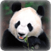 可爱熊猫动态壁纸