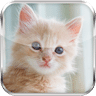 小猫壁纸