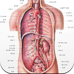 人體解剖圖