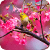 鳥語花香動態(tài)壁紙