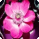 花園媽媽