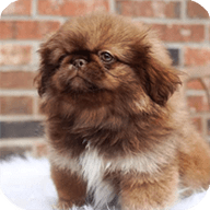 北京犬