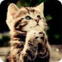 可爱的小猫照片