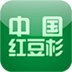 中國(guó)紅豆杉