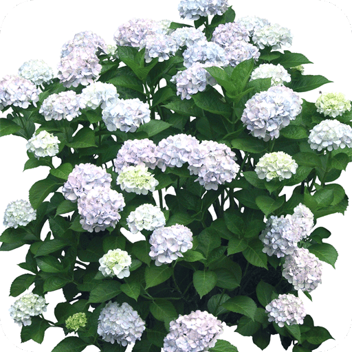 花人间