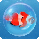 飛魚(yú)泡泡