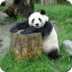 熊猫记忆游戏