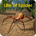 蜘蛛的一生