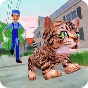 小猫玩耍