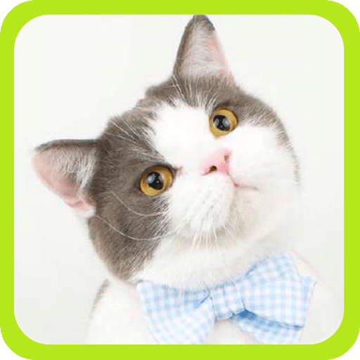 猫咪生存模拟